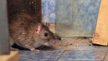 Retirez vite cet objet du jardin il attire les rats et les souris