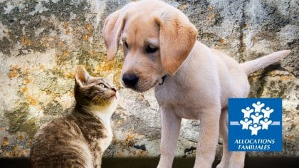 Une aide de la CAF pour les animaux de compagnie ? À quoi vous attendre vraiment