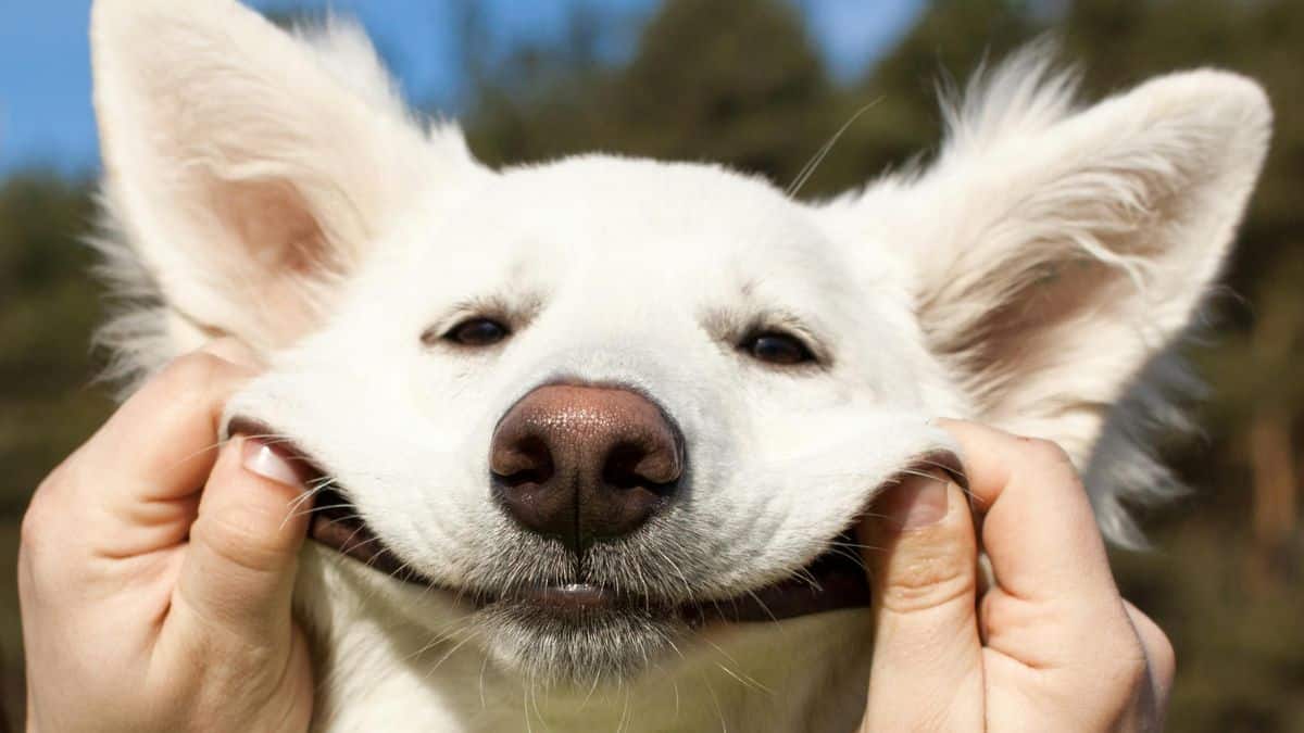 Une étude révèle pourquoi les chiens ressemblent à leur maître