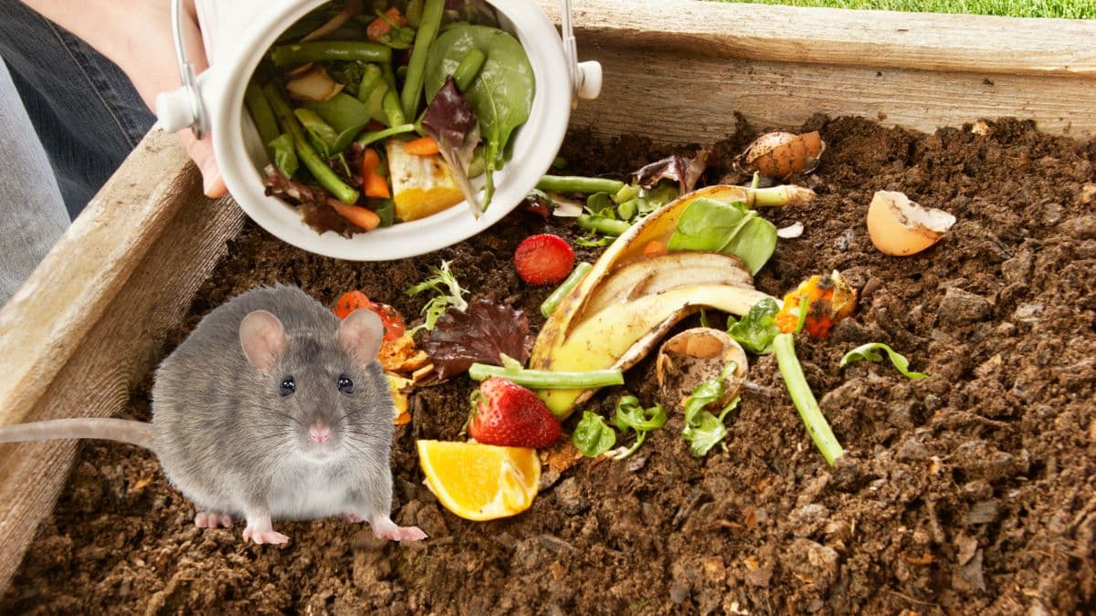 Cette astuce géniale pour éloigner les rats de votre compost super facilement