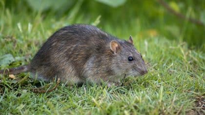 Cette erreur fatale dans votre jardin attire les rats dès les beaux jours et tout l’été