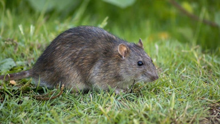 Cette erreur fatale dans votre jardin attire les rats dès les beaux jours et tout l’été