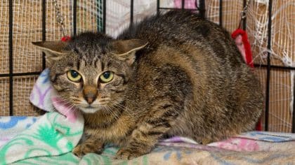 Ils ramènent leur chat adopté quelques jours plus tot dans son refuge pour une raison totalement hallucinante