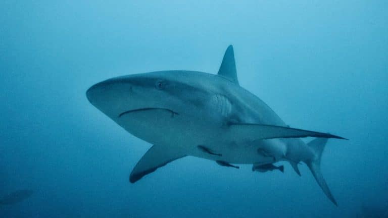 Une fillette américaine attaquée par un requin : retour sur une mésaventure glaçante et la chaîne de secours