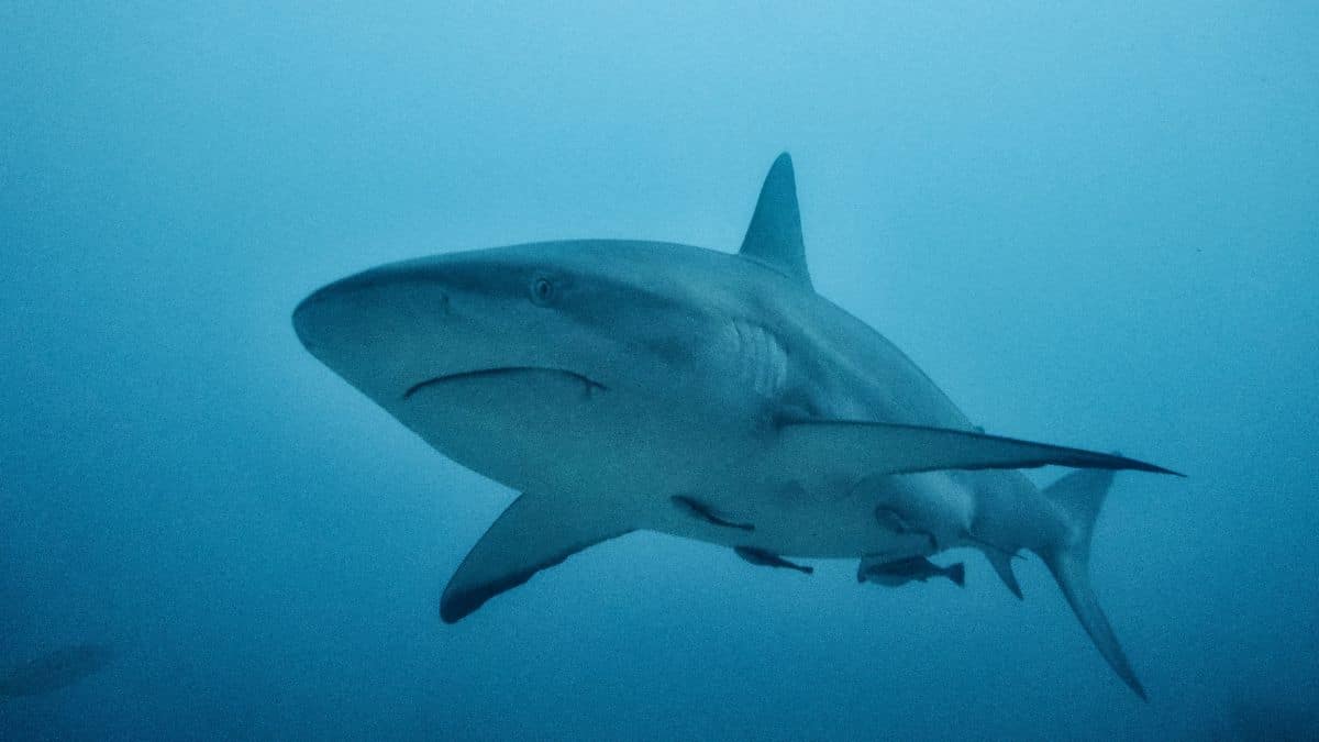 Une fillette américaine attaquée par un requin : retour sur une mésaventure glaçante et la chaîne de secours
