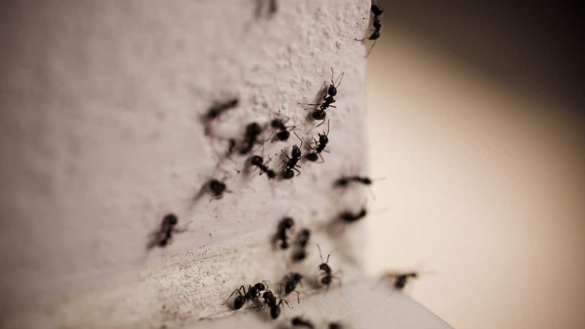 Fini les fourmis dans la maison avec cette solution naturelle super efficace