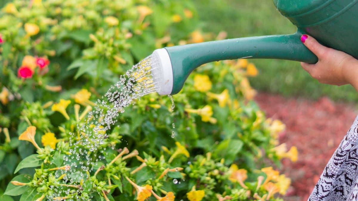 Fabriquez un oya sans rien acheter et gardez vos plantes hydratées tout l’été
