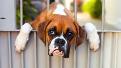 Chien enfermé sans eau ni nourriture: ses hurlements permettent sa découverte