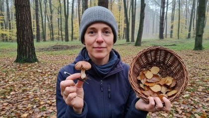 Lepointdujour.fr - Champignons : une variété méconnue vaut jusqu’à 100 € le kilo, où la trouver cet automne