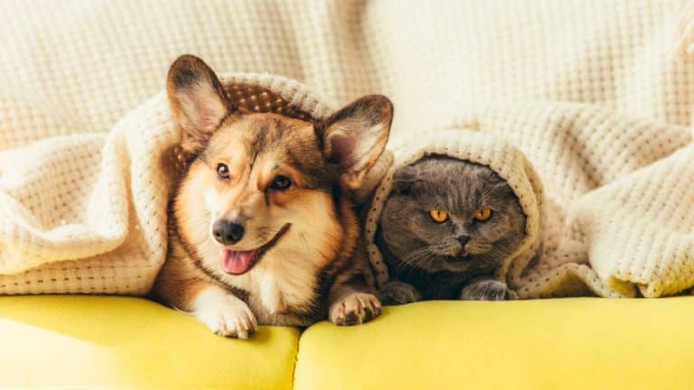 Lit design pour animal de compagnie: il valorise votre déco et offre un couchage qu’on expose fièrement