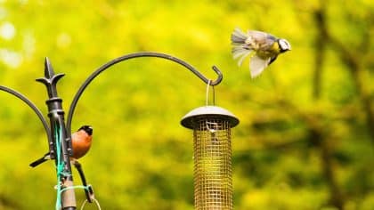 Oiseaux : pourquoi ils désertent vos massifs en octobre et comment y remédier facilement