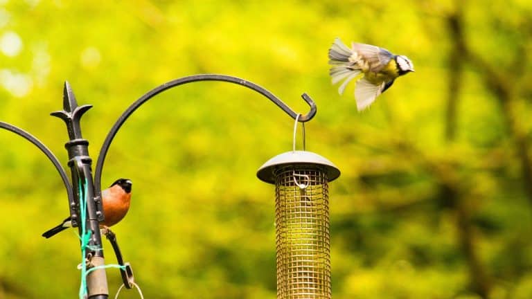 Oiseaux : pourquoi ils désertent vos massifs en octobre et comment y remédier facilement
