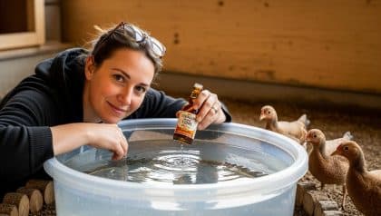 Lepointdujour.fr - Poules: ce geste dans l’eau avant fin novembre 2025 assure un hiver plus serein et des œufs plus fiables