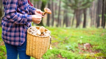 Champignons en décembre : le piège qui fait rentrer bredouilles la plupart des cueilleurs alors qu’ils sont encore là