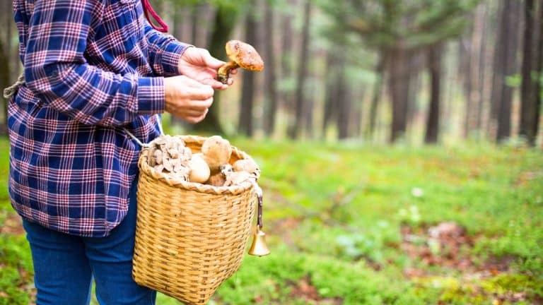 Champignons en décembre : le piège qui fait rentrer bredouilles la plupart des cueilleurs alors qu’ils sont encore là