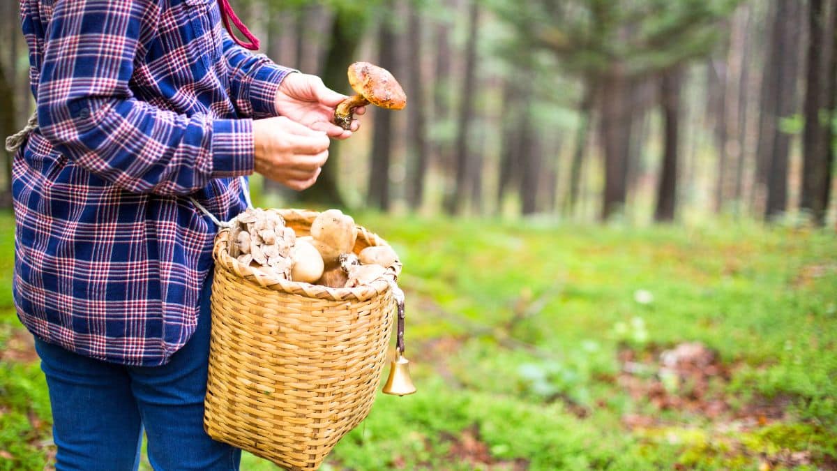 Champignons en décembre : le piège qui fait rentrer bredouilles la plupart des cueilleurs alors qu’ils sont encore là