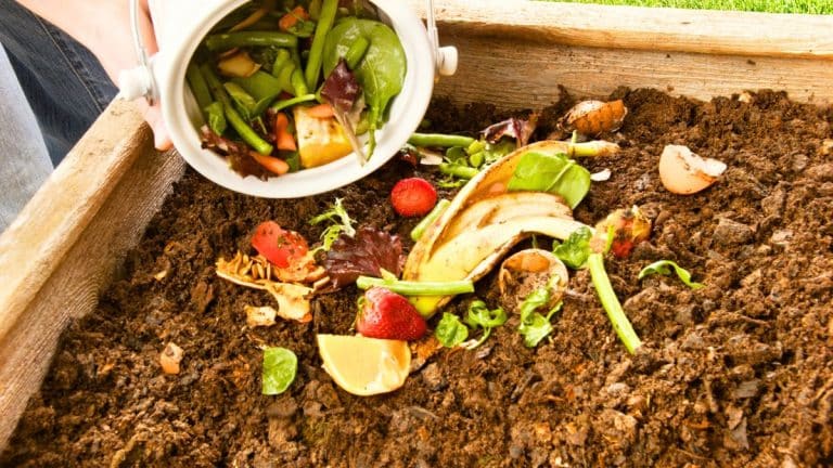 Compost en hiver: ce geste avec les épluchures booste massifs et pelouse
