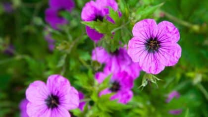 Géranium d’automne : la variété oubliée qui transforme le jardin en massif fleuri sans entretien