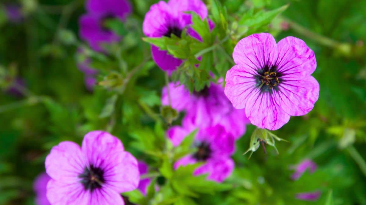 Géranium d’automne : la variété oubliée qui transforme le jardin en massif fleuri sans entretien