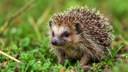 Hérissons en hiver : ce produit pour animaux à laisser au jardin les aide à survivre près de chez vous