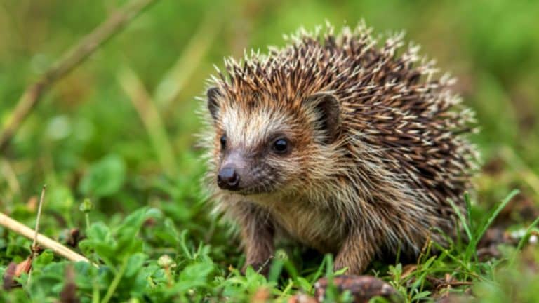 Hérissons en hiver : ce produit pour animaux à laisser au jardin les aide à survivre près de chez vous