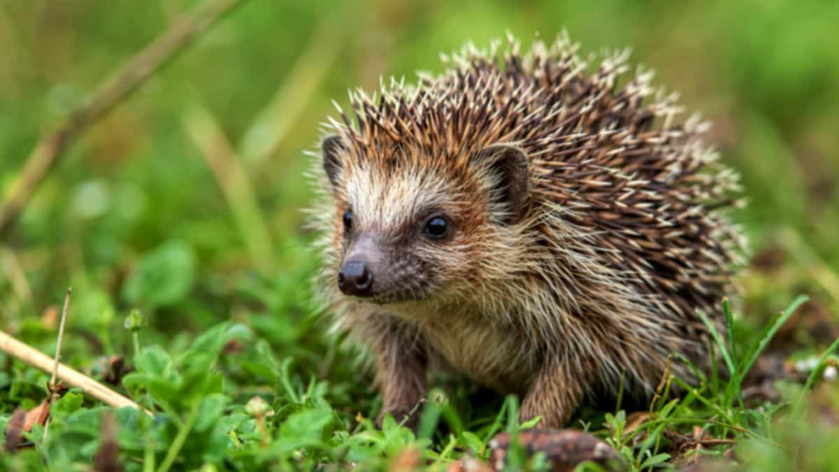 Hérissons en hiver : ce produit pour animaux à laisser au jardin les aide à survivre près de chez vous