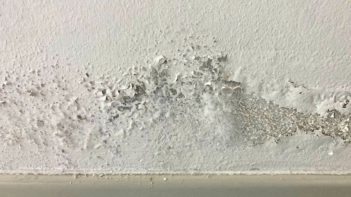 Humidité: cette technique peu connue la fait disparaître chez soi