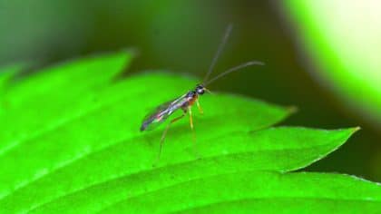 Moucherons des plantes: Marie les combat chaque jour à la maison avec des gestes simples pour les éliminer