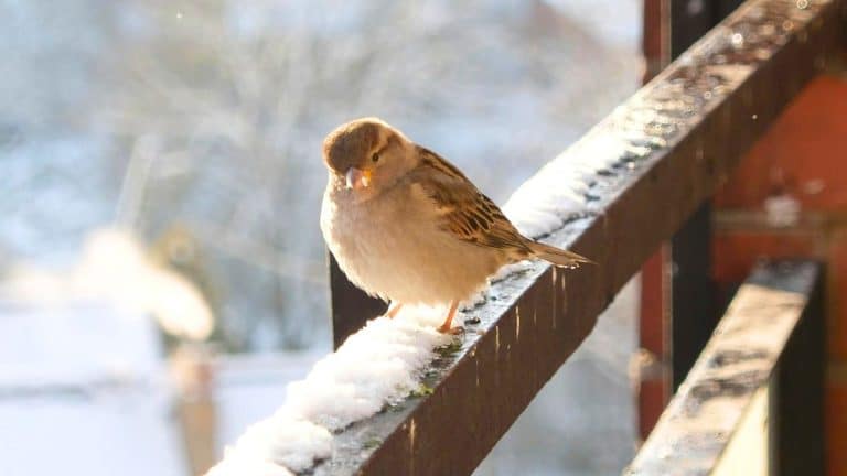 Oiseaux du jardin: en décembre, cet aliment du placard les aide à survivre au froid