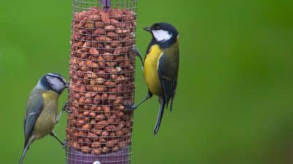 Oiseaux du jardin : le signe simple qui indique qu’il est temps de commencer à les nourrir