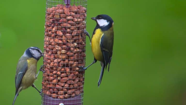 Oiseaux du jardin : le signe simple qui indique qu’il est temps de commencer à les nourrir