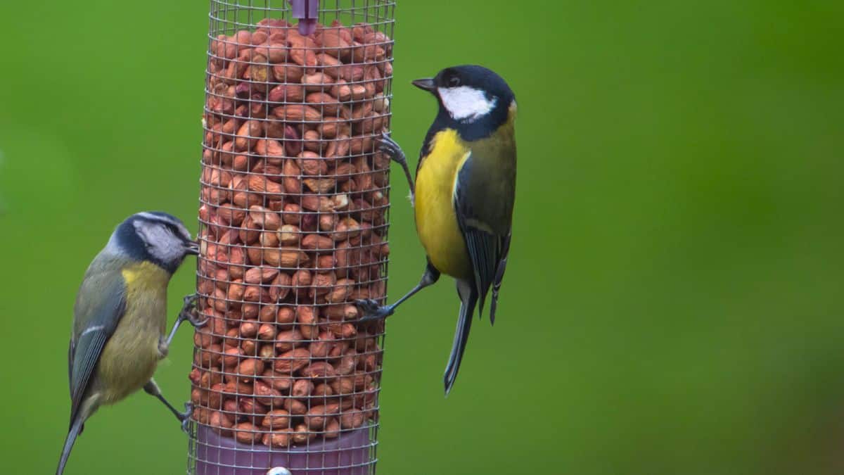 Oiseaux du jardin : le signe simple qui indique qu’il est temps de commencer à les nourrir