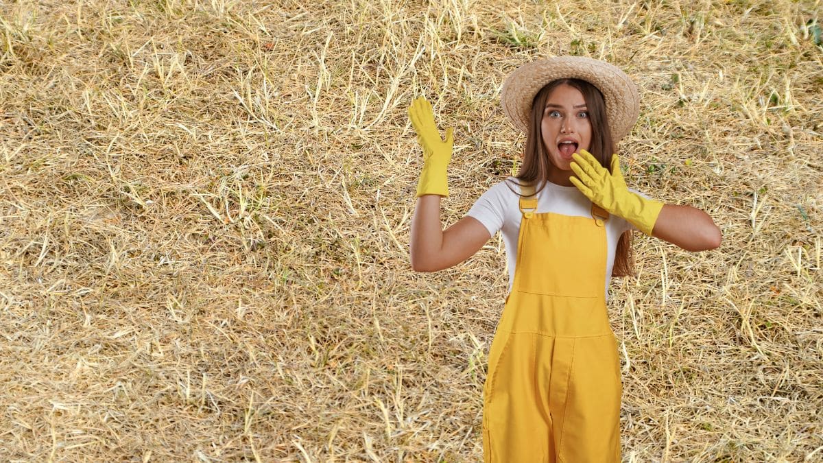 Pelouse jaunie et pleine de mousse : le geste d’automne validé par les experts la rend plus verte durablement