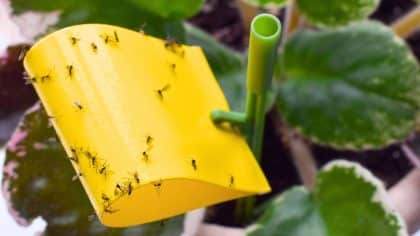 Plantes d’intérieur envahies : 5 changements simples pour éliminer les moucherons durablement