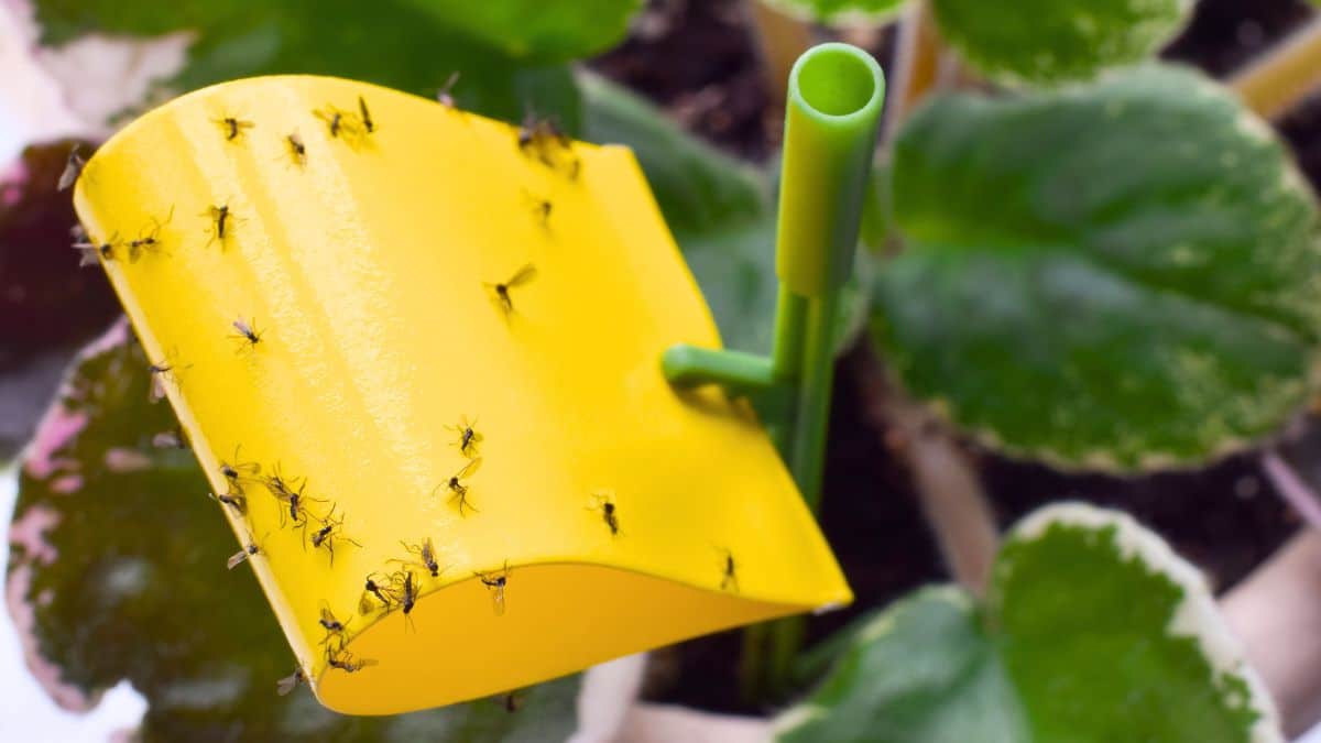 Plantes d’intérieur envahies : 5 changements simples pour éliminer les moucherons durablement