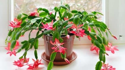 Cactus de Noël : ce geste en janvier assure une seconde floraison à 90 % des plantes