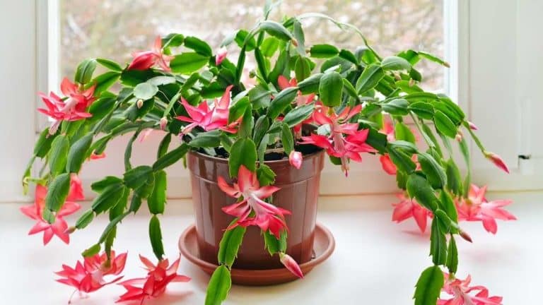 Cactus de Noël : ce geste en janvier assure une seconde floraison à 90 % des plantes