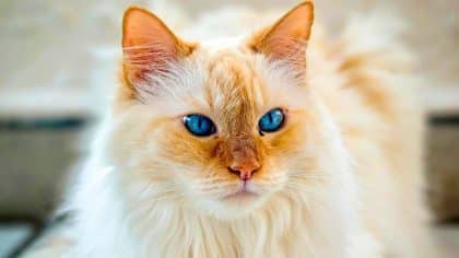 Cats: The daily routine detail that reveals dehydration risk and how to fix it