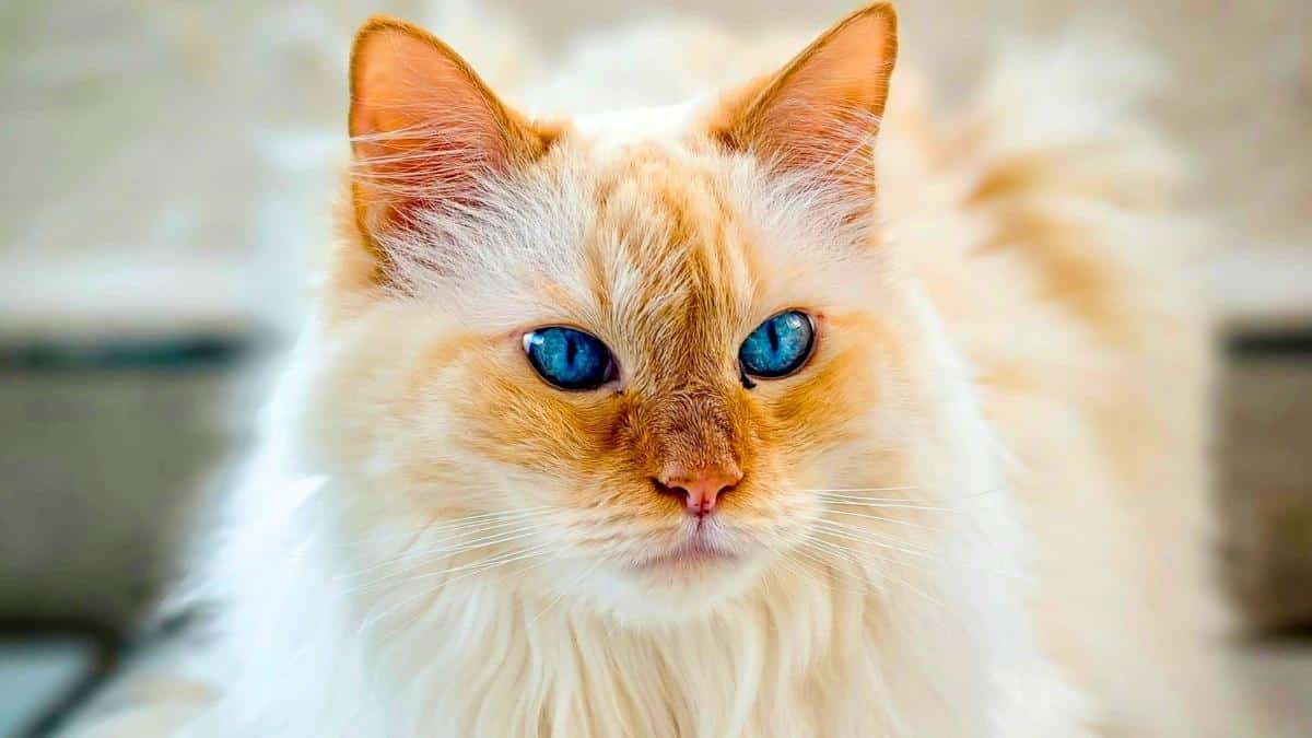 Cats: The daily routine detail that reveals dehydration risk and how to fix it