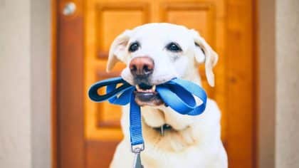 Dog walk in the rain: skipping it harms your dog's health and behavior