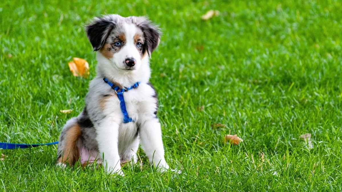 France’s new dog law: permit, owner training and behavior check now mandatory for all future dog owners in 2026