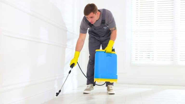 House centipede: the bathroom tip that gets rid of this venomous insect fast