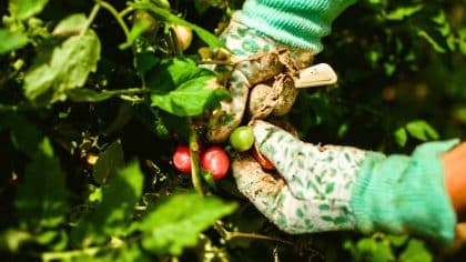 Jardiniers: semez dès janvier et gagnez 2 mois sur vos récoltes malgré le froid
