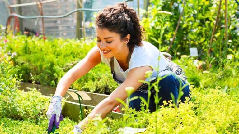 Pailler son jardin en janvier: le geste méconnu qui fait débat et peut ruiner vos cultures