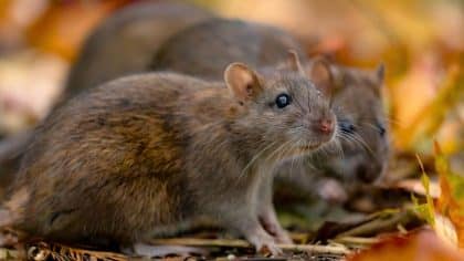 Rats: 3 proven tips to eliminate them from your home and garden
