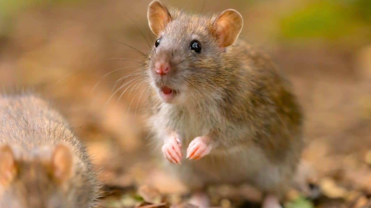 Rats: A common evening habit draws rats and insects to your home while you sleep, change it to keep them out
