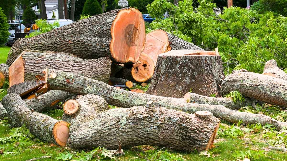 Remove a tree stump without digging: a little-known, non-invasive method that preserves your garden