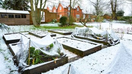 Vegetable garden under snow: 7 little-known tips and a simple fleece that turn freezing cold into an ally this winter