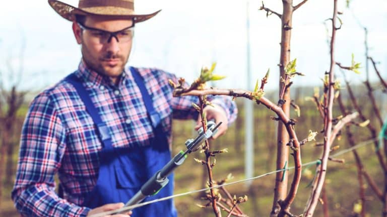 Verger: la taille de janvier booste la récolte tout l’été