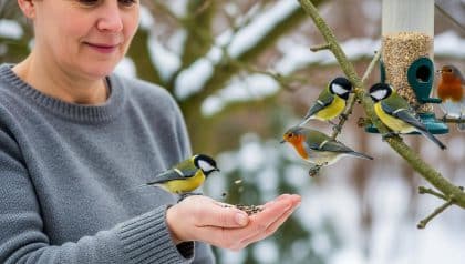 DivertissonsNous - Feeding birds in winter: 5 common mistakes to avoid with seeds, fat balls and fruits